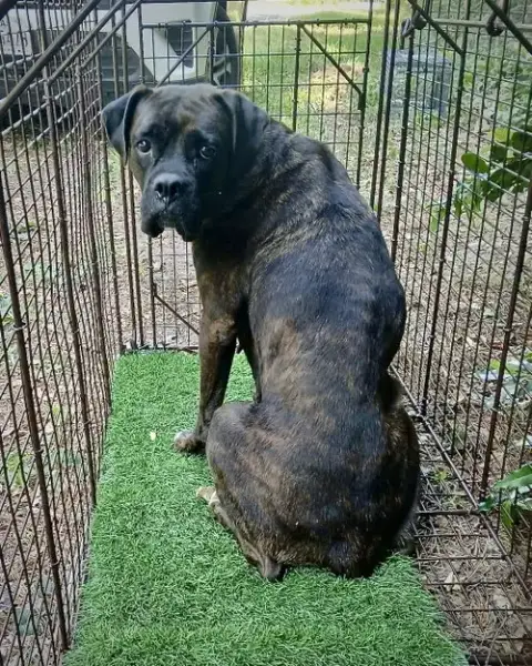 Rhea photo 4