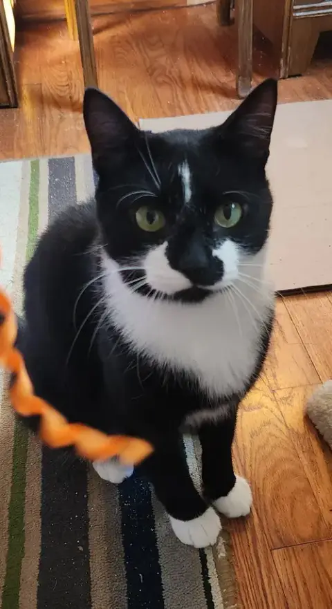 Ruggles
