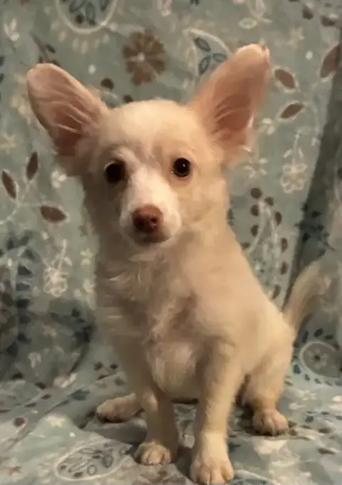 Trixie