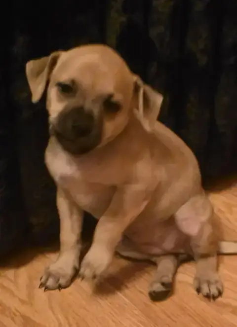 Peanuts Pups photo 3