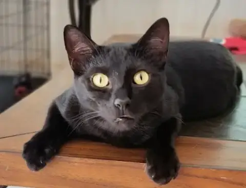 Bagheera photo 4