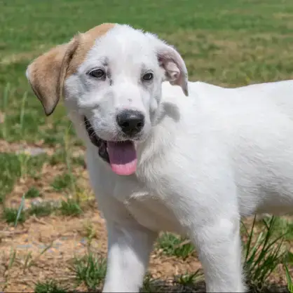 Puppy  Paris photo 4