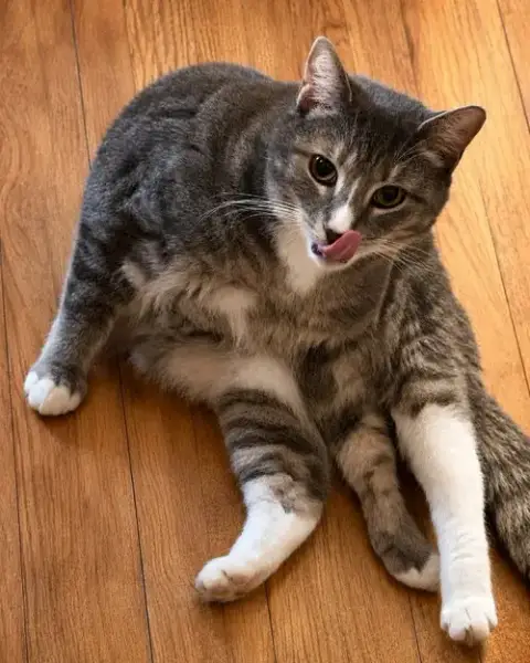 Raja