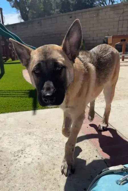 Enzo photo 3