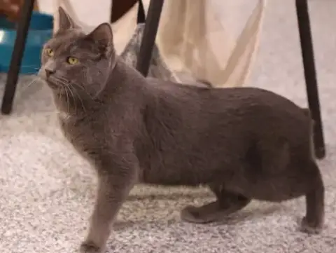 Whiskey  ** In Foster ** photo 2
