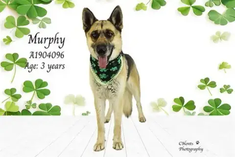 Murphy