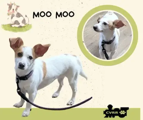 Moomoo