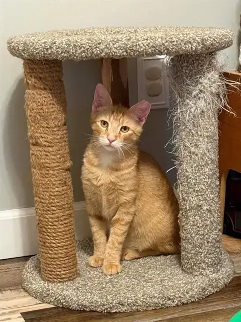 Perry