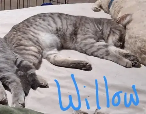 Willow photo 3
