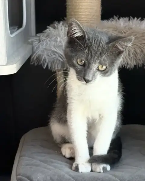 Mochi photo 2