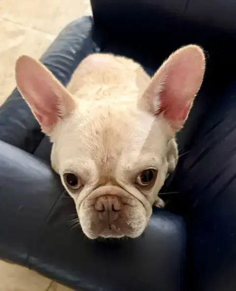 Purebred Female French Bulldog Storm photo 3