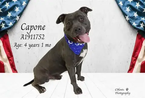 Capone