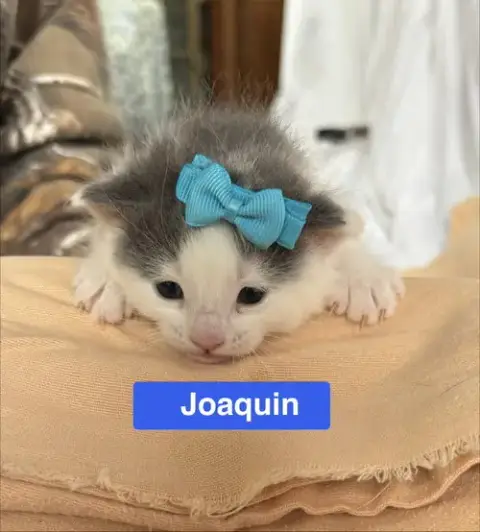 Joaquin