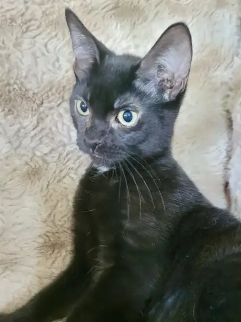 Cat photo 4