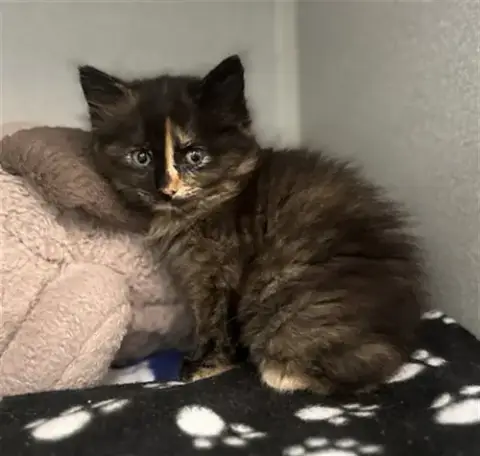 Marmalade