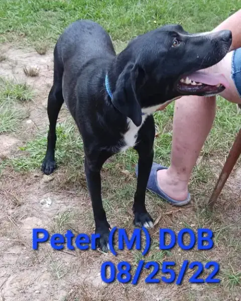 Peter photo 4