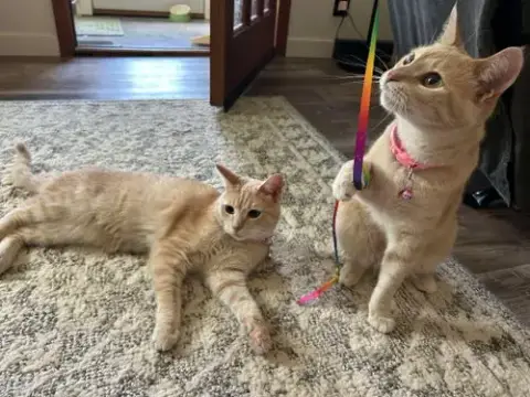Pop