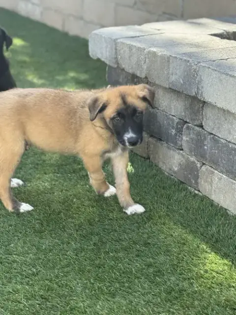 Rosie'S Puppy Ranger photo 5