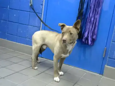 Dakota