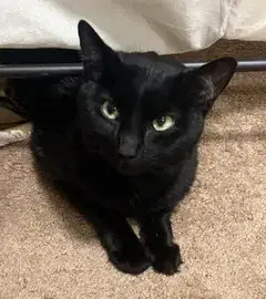 Panther