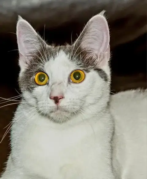 Kitten Gaston photo 2