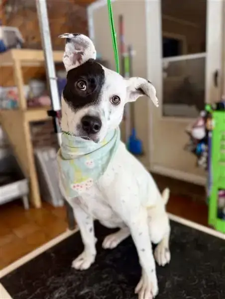 Stella photo 3
