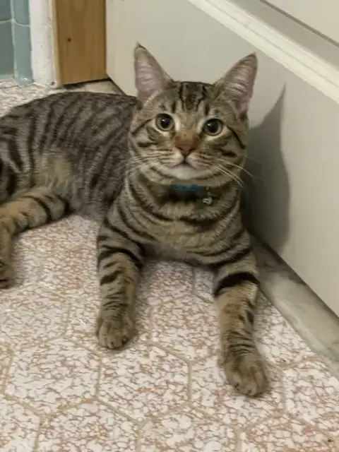 Mocha
