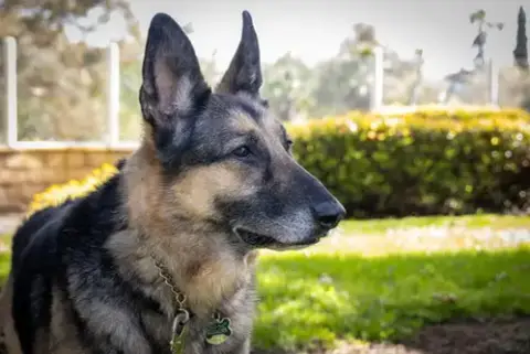 Gunnar photo 2