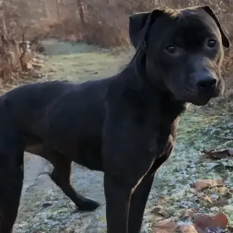 Pound Dog-Coal #179858-Courtesy Listing photo 3