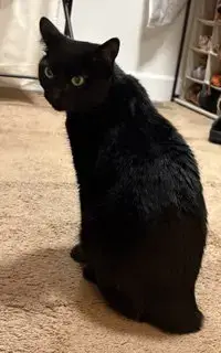 Panther photo 2
