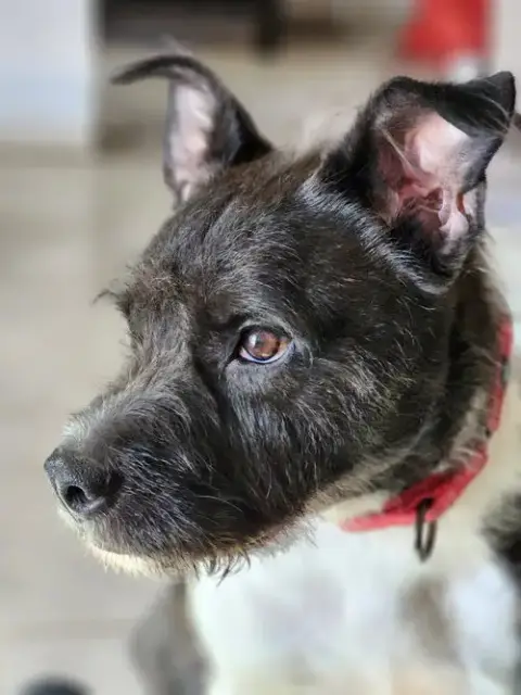 Sirius Black photo 2
