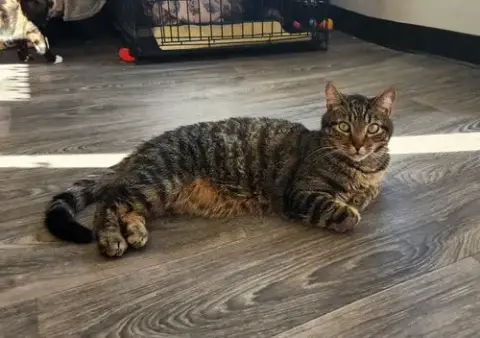 Ollie