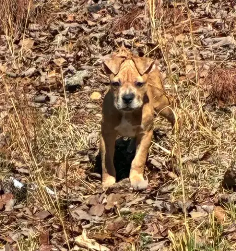 Hazel photo 4