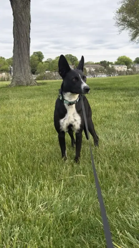 Spooky- Big Ear Energy photo 4