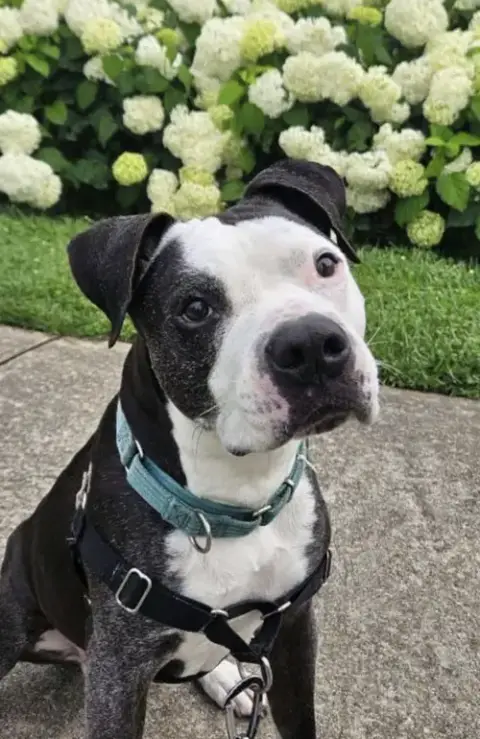Domino photo 2