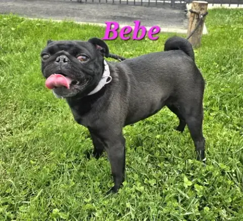 Bebe
