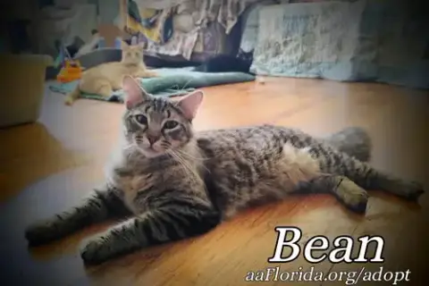 Bean photo 2