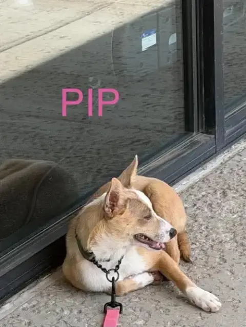 Lh Pip photo 3