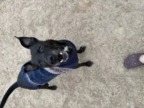 Zeus photo 3