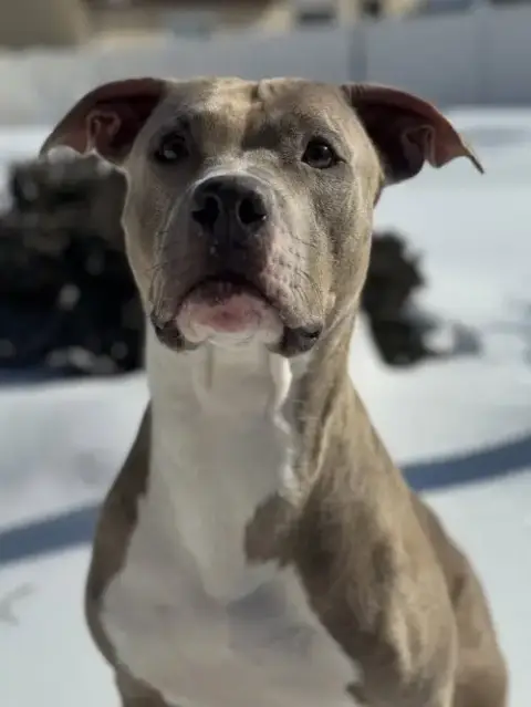 Josie photo 5