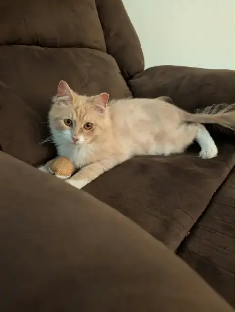 Jacques