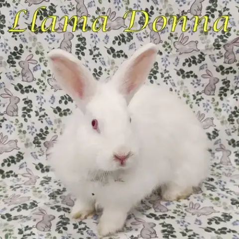 Llama Donna