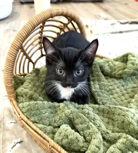 Kitten Sylvie photo 4