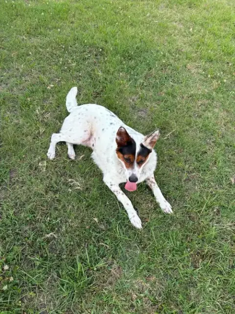 Pippa photo 4