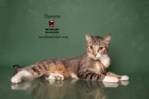 Dameon