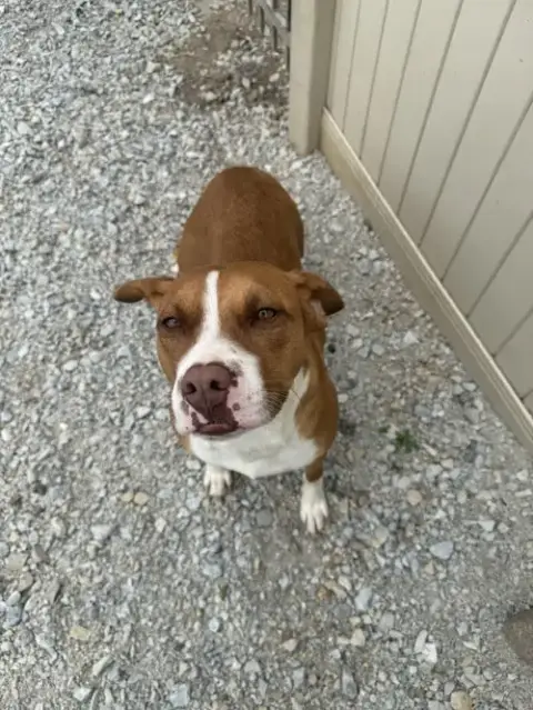 Tawny photo 2