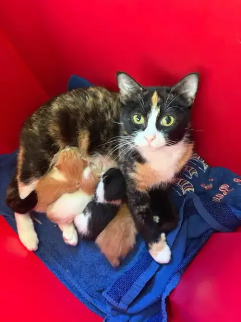 Harrys Cats photo 2