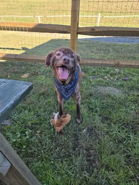 Brownie In Gloucester Va