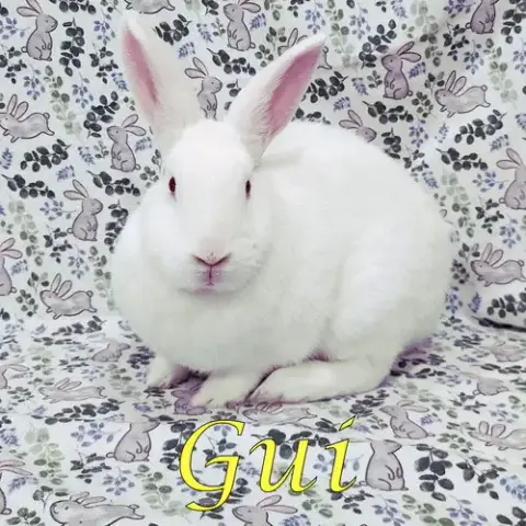 Gui