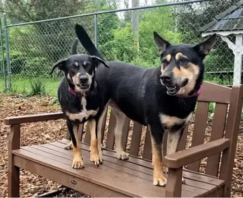 Susie And June Bug photo 2